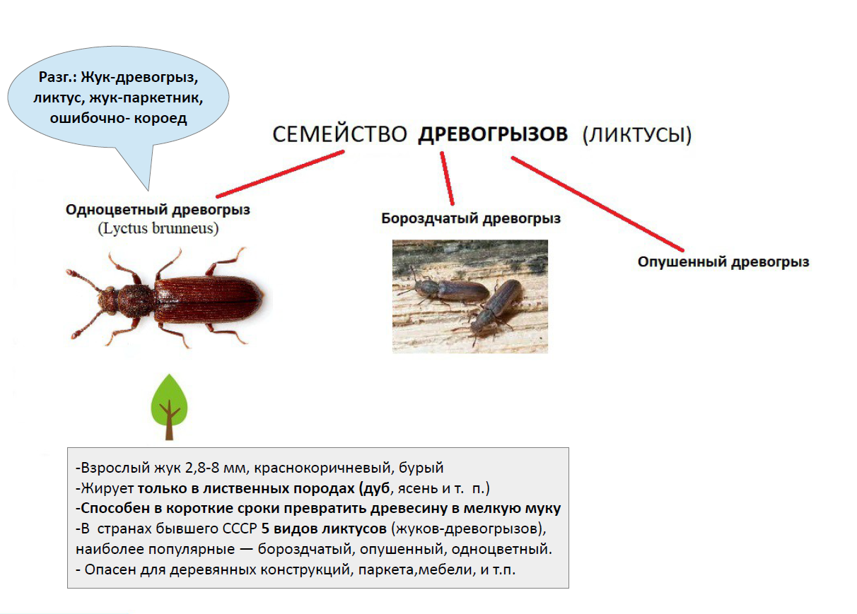 Маленькие жучки в мебели